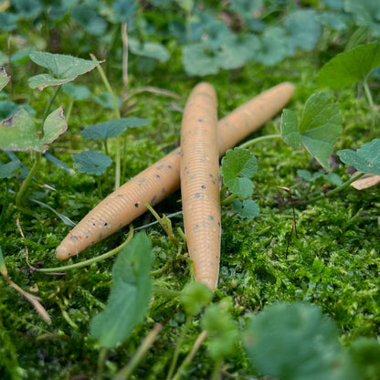 5.25” Recycled Stickbait / 6 pack