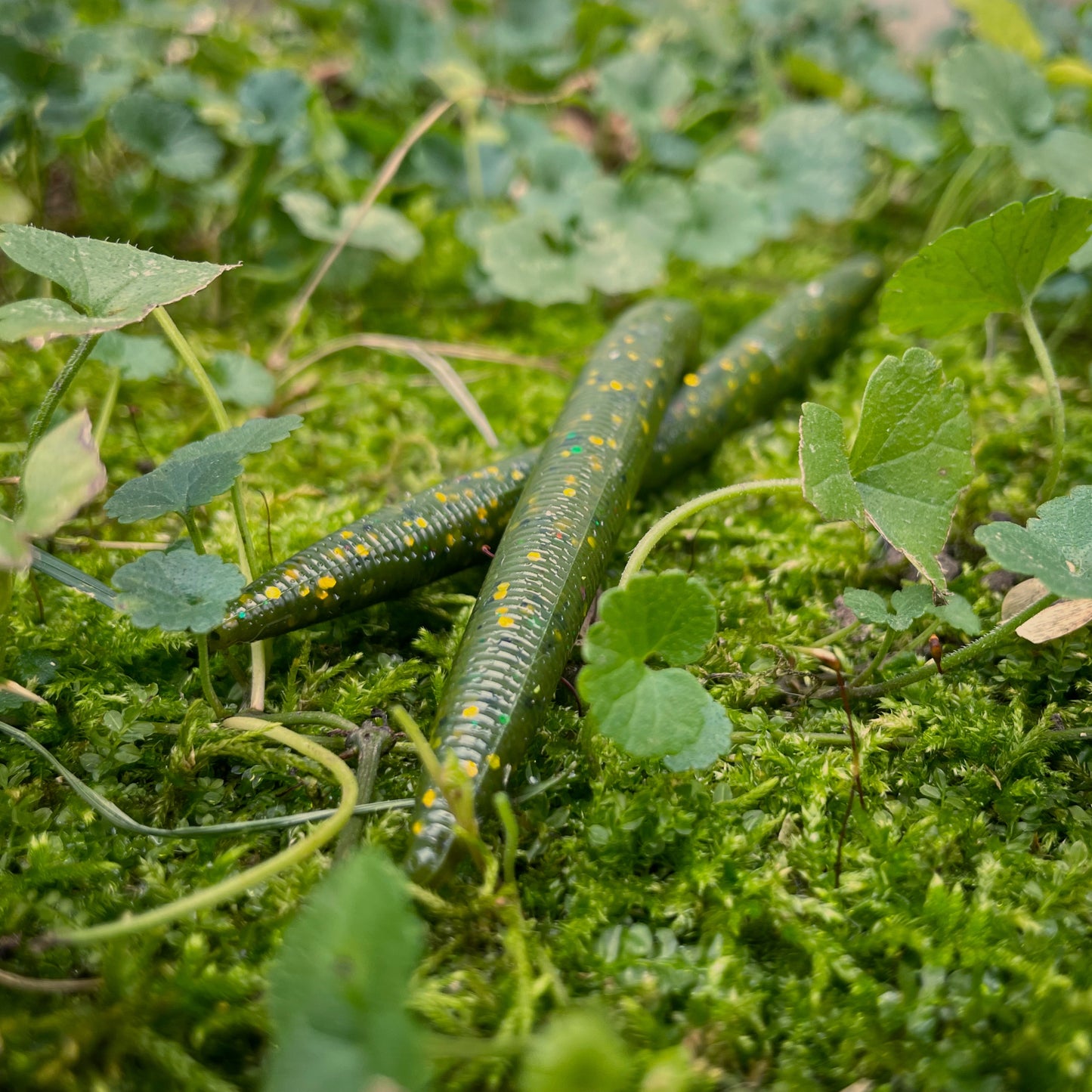 5.25” Recycled Stickbait / 6 pack